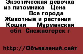 Экзотическая девочка из питомника › Цена ­ 25 000 - Все города Животные и растения » Кошки   . Мурманская обл.,Снежногорск г.